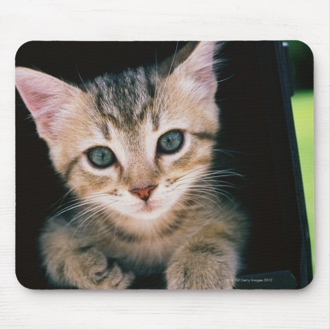 Mousepad Dentro de Kitten da caixa de correio (Frente)