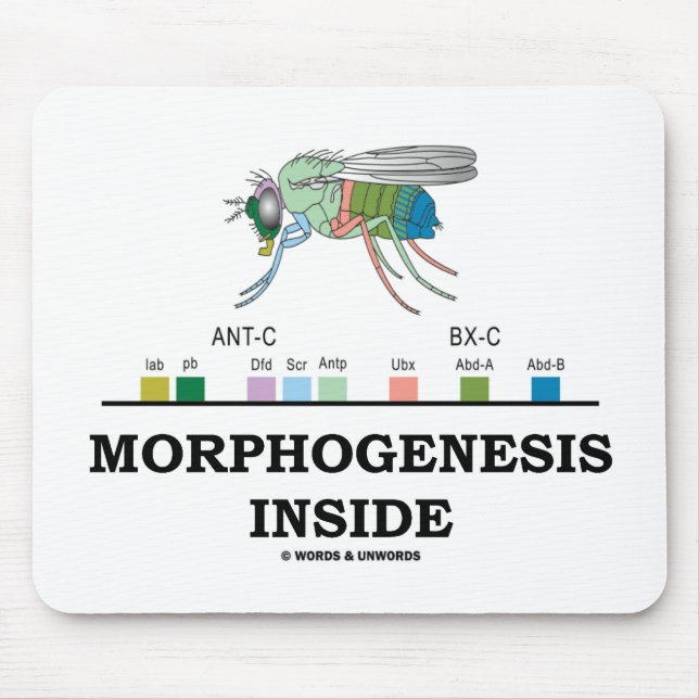 Mousepad Dentro de morfoogênese (Genes de Drosophila com mo (Frente)
