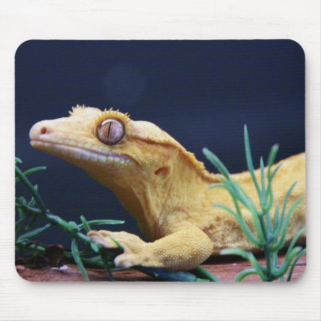 Mousepad Descanso com crista amarelo do geco (Frente)