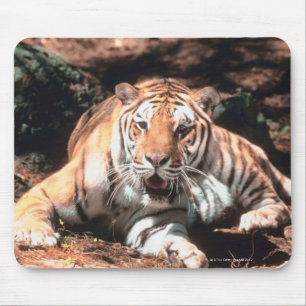 Mousepad Descanso do tigre