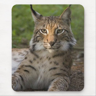 Mousepad descanso lindo do lince