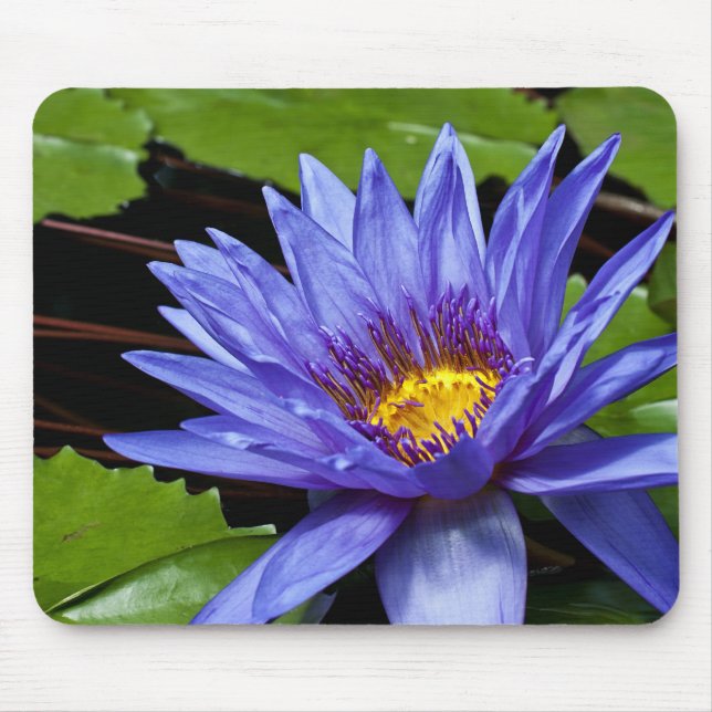 Mousepad Desenho Botânico Floral de Nenúfar Tropical (Frente)