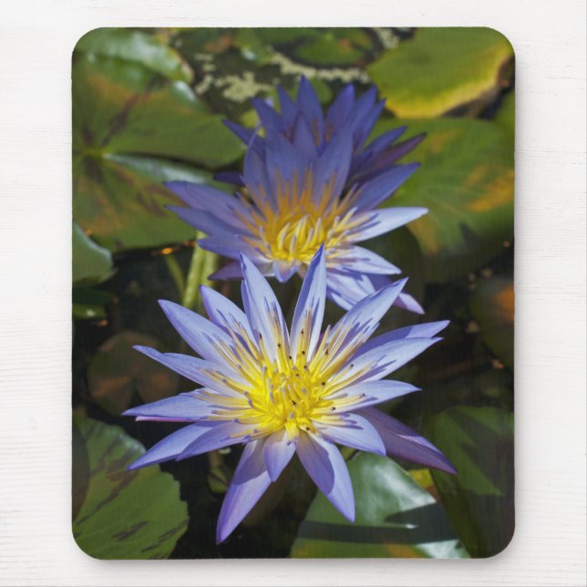 Mousepad Desenho Botânico Floral de Nenúfar Tropical (Frente)