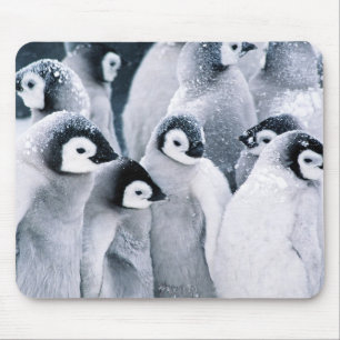 Mousepad design bonito dos pinguins do pinguim do bebê