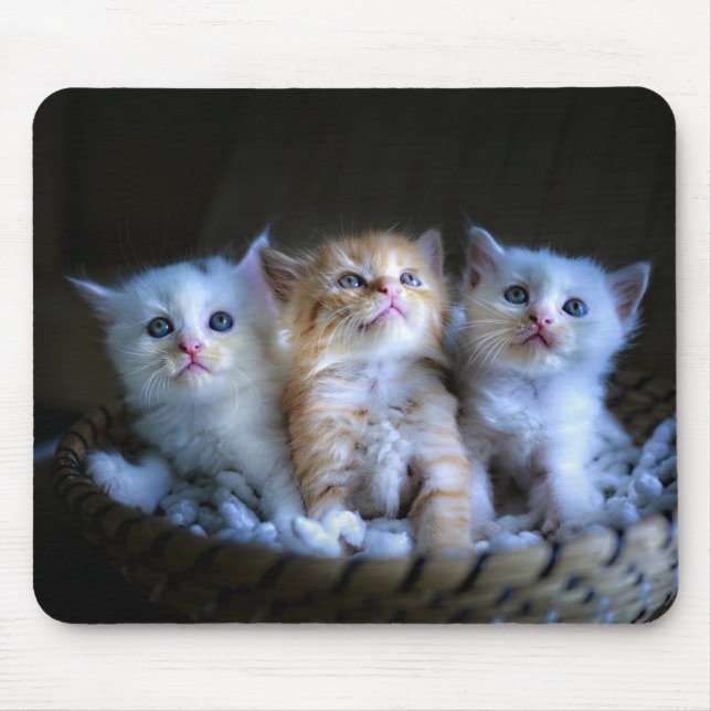 Mousepad Design - Gatinhos Gelados (Frente)