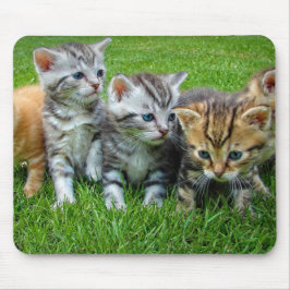 Mousepad Design - Gatinhos giros