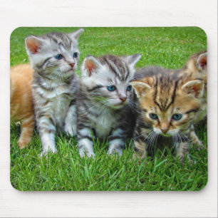 Mousepad Design - Gatinhos giros
