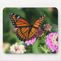 Design lindo da borboleta de monarca