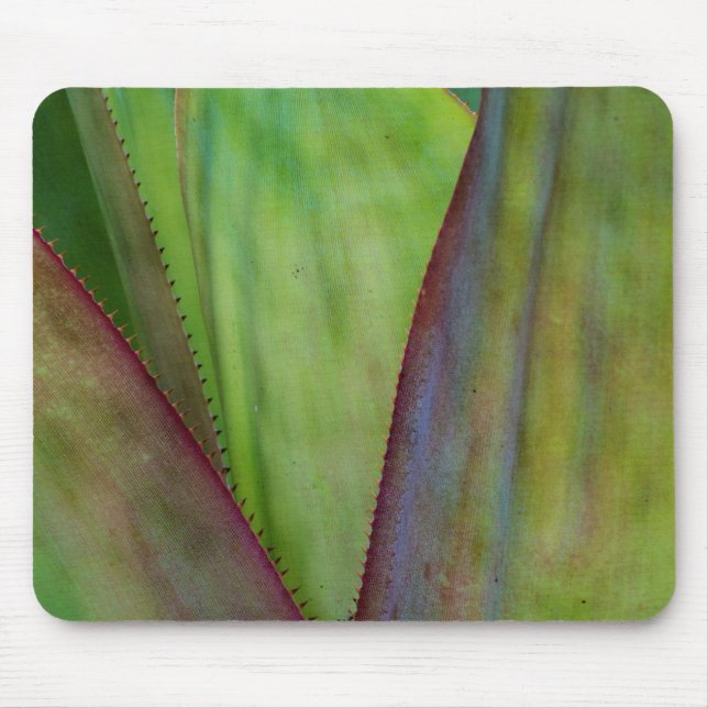 Mousepad Detalhe da Planta Agave (Frente)