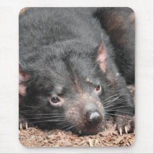 Mousepad Diabo tasmaniano