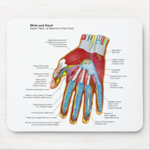 Mousepad Diagrama anatômico da mão e do pulso humanos