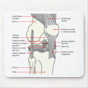 Mousepad Diagrama anatômico de uma articulação do joelho di