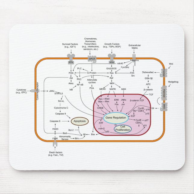Mousepad Diagrama das vias de transdução do sinal do gene c (Frente)