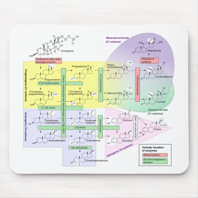 Mousepad Diagrama de Esteroidogênese Humana Química Biológi (Frente)