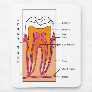 Mousepad Diagrama de seção transversal de um dente humano