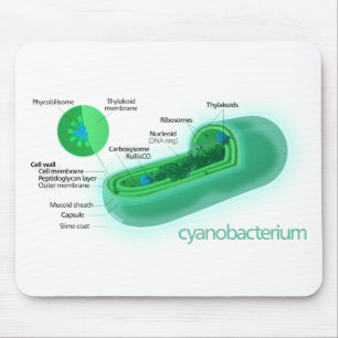 Mousepad Diagrama de uma Célula de Cianobactérias Típica