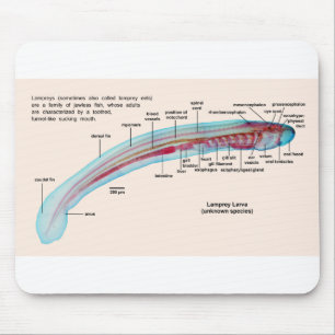 Mousepad Diagrama de uma larva da espécie da lampreia de