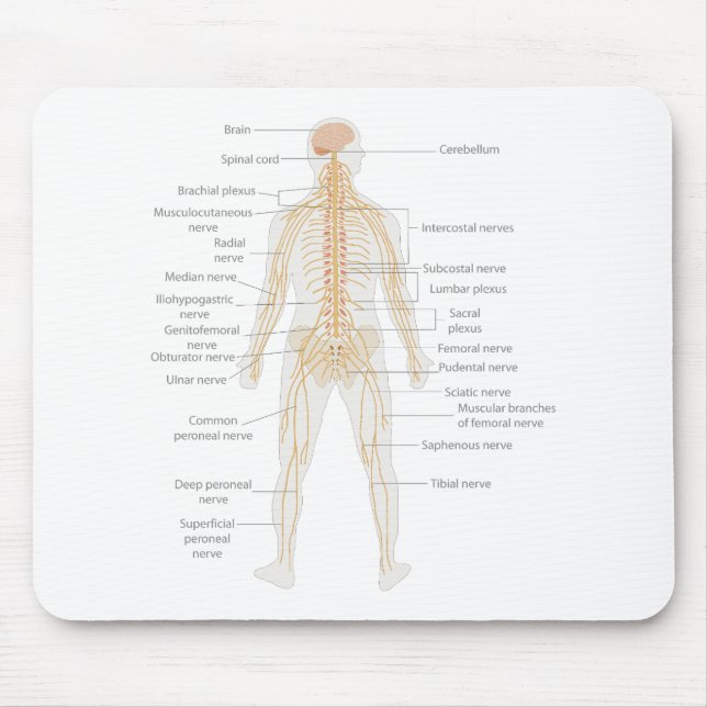 Mousepad Diagrama do Corpo do Sistema Nervoso Humano (Frente)