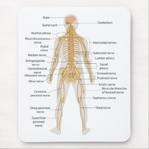 Mousepad Diagrama do sistema nervoso de corpo humano