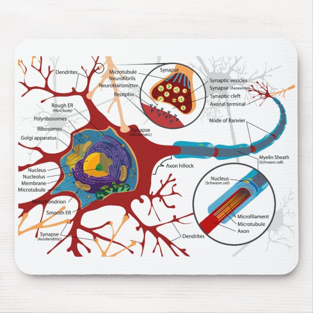 Mousepad Diagrama Neurônio Completo Célula Nervo Sistema Ne (Frente)