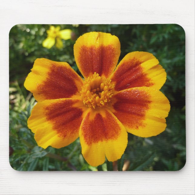Mousepad Disco Marigold Orange and Red Summer Flower (Frente)