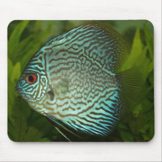 Mousepad Disco - Symphysodon aequifasciata