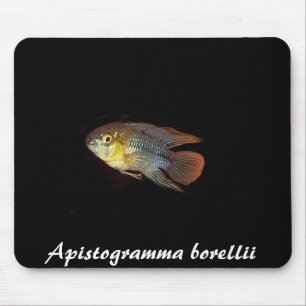 Mousepad do borellii de Apistogramma