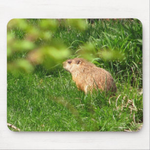 Mousepad do ~ da marmota