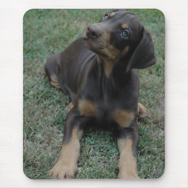 Mousepad do filhote de cachorro do Doberman (Frente)
