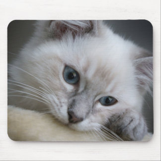 mousepad do gatinho do ragdoll