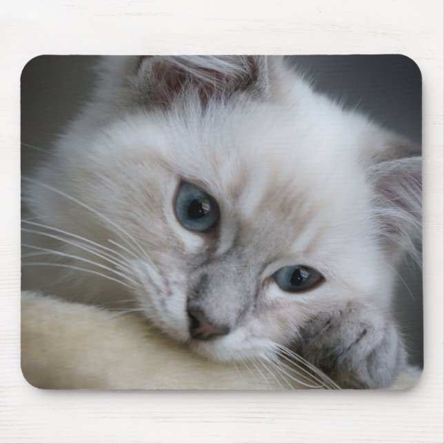 mousepad do gatinho do ragdoll (Frente)