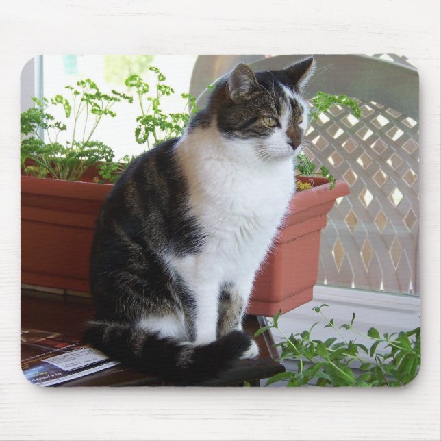 mousepad do gato (Frente)