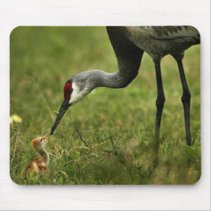 Mousepad do guindaste & do bebê de Sandhill