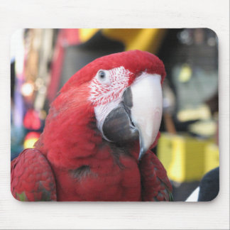 Mousepad do Macaw