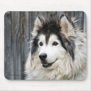 Mousepad do Malamute do Alasca