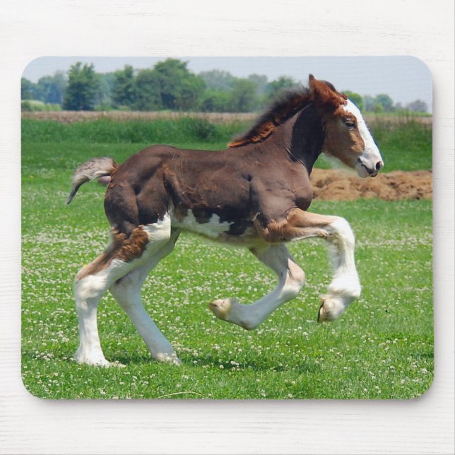 Mousepad do potro de Clydesdale (Frente)