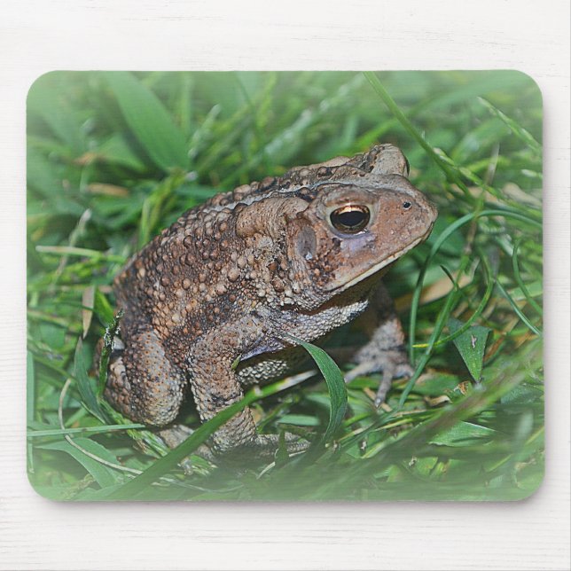 Mousepad do sapo (Frente)