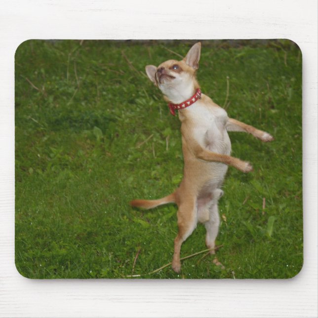 Mousepad Doce Charlie Chihuahua (Frente)