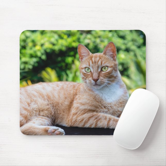 Mousepad Doce gatinho (Com mouse)