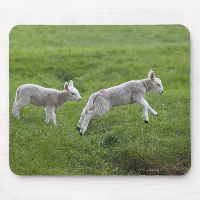 Mousepad Dois borregos (Frente)