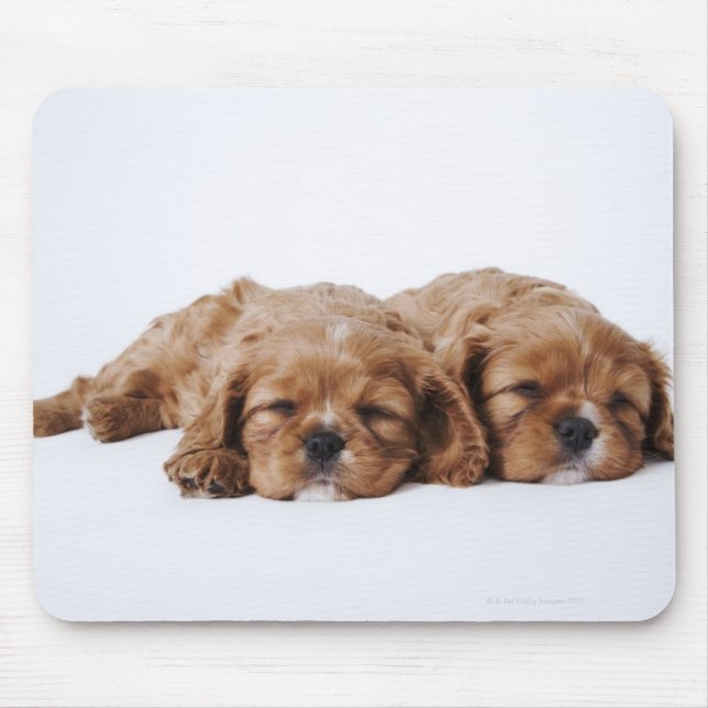 Mousepad Dois cachorros Cavalier King Charles Spaniel (Frente)
