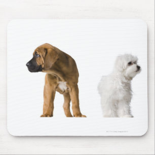 Mousepad Dois cães