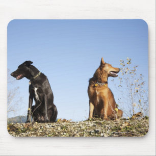 Mousepad Dois cães novos que olham em sentidos opostos