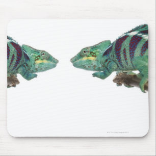 Mousepad Dois camaleões da pantera Nosy sejam (Furcifer)