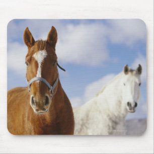 Mousepad Dois cavalos