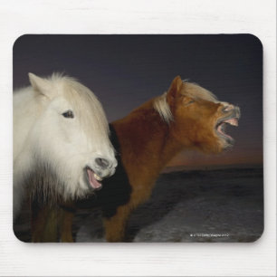 Mousepad Dois cavalos islandêses