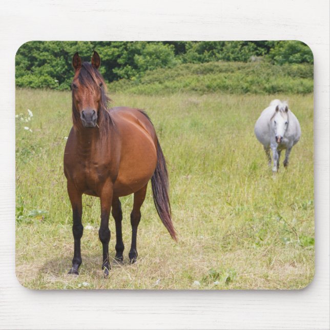 Mousepad Dois cavalos num campo (Frente)