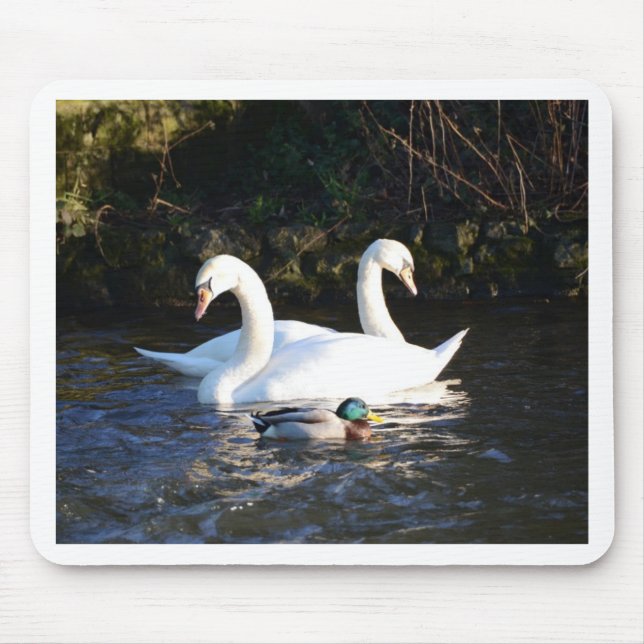 Mousepad Dois Cisnes E Um Pato (Frente)