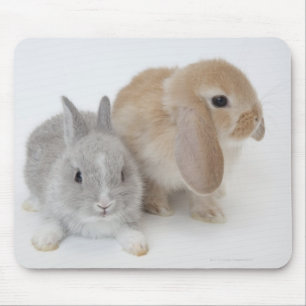 Mousepad Dois coelhos. Holanda Anã e Holland Lop.