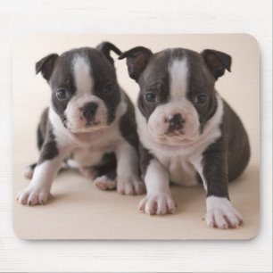 Mousepad Dois filhotes de cachorro de Boston Terrier